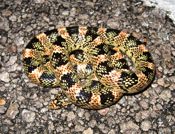 Longnose Snake